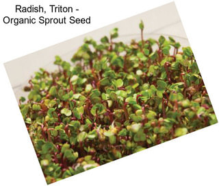 Radish, Triton - Organic Sprout Seed