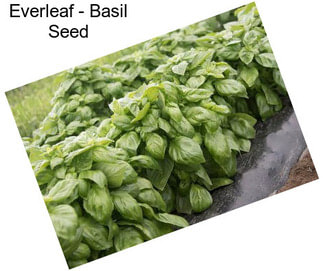 Everleaf - Basil Seed