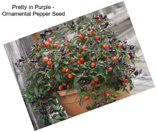 Pretty in Purple - Ornamental Pepper Seed