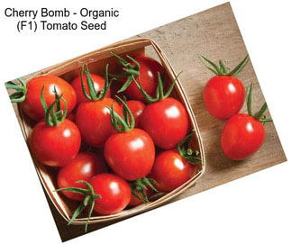 Cherry Bomb - Organic (F1) Tomato Seed