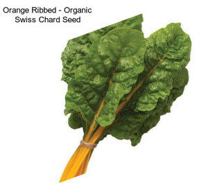 Orange Ribbed - Organic Swiss Chard Seed