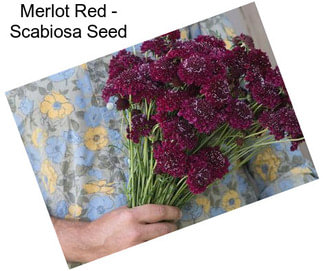 Merlot Red - Scabiosa Seed