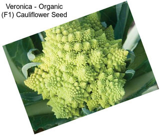 Veronica - Organic (F1) Cauliflower Seed
