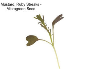 Mustard, Ruby Streaks - Microgreen Seed