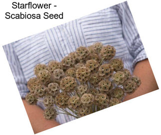 Starflower - Scabiosa Seed