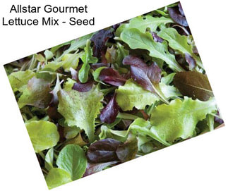 Allstar Gourmet Lettuce Mix - Seed