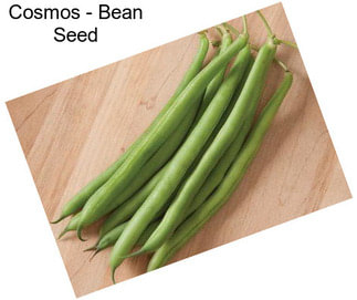 Cosmos - Bean Seed