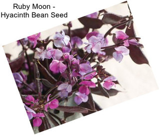 Ruby Moon - Hyacinth Bean Seed