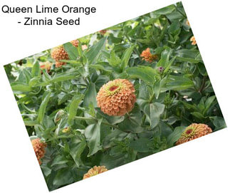 Queen Lime Orange - Zinnia Seed