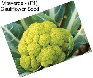 Vitaverde - (F1) Cauliflower Seed