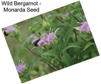 Wild Bergamot - Monarda Seed