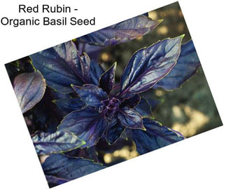 Red Rubin - Organic Basil Seed