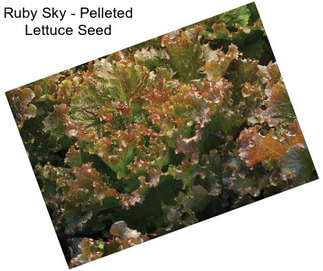 Ruby Sky - Pelleted Lettuce Seed