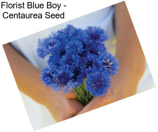 Florist Blue Boy - Centaurea Seed