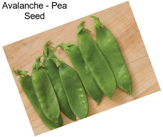 Avalanche - Pea Seed