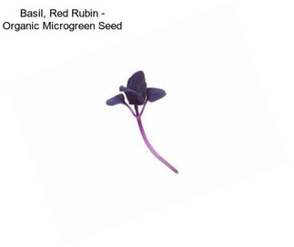 Basil, Red Rubin - Organic Microgreen Seed