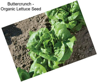 Buttercrunch - Organic Lettuce Seed