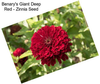 Benary\'s Giant Deep Red - Zinnia Seed