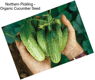 Northern Pickling - Organic Cucumber Seed
