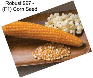 Robust 997 - (F1) Corn Seed