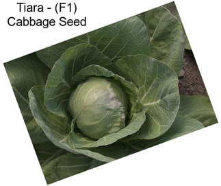 Tiara - (F1) Cabbage Seed