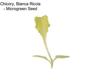 Chicory, Bianca Riccia - Microgreen Seed