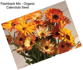 Flashback Mix - Organic Calendula Seed
