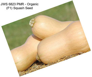 JWS 6823 PMR - Organic (F1) Squash Seed