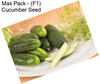Max Pack - (F1) Cucumber Seed