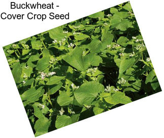 Buckwheat - Cover Crop Seed