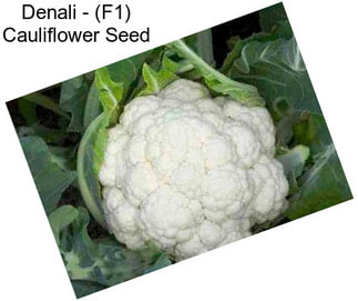 Denali - (F1) Cauliflower Seed