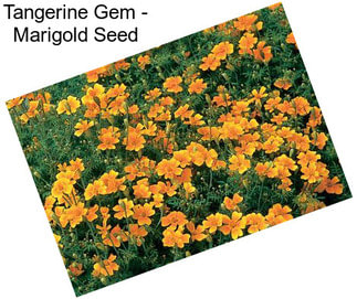 Tangerine Gem - Marigold Seed