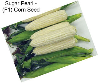 Sugar Pearl - (F1) Corn Seed