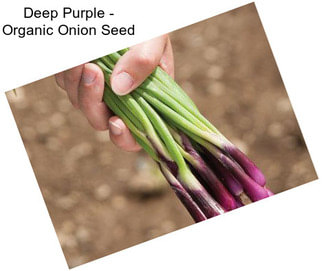 Deep Purple - Organic Onion Seed