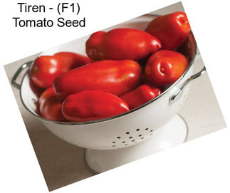 Tiren - (F1) Tomato Seed