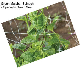 Green Malabar Spinach - Specialty Green Seed