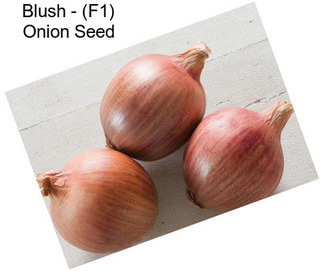 Blush - (F1) Onion Seed