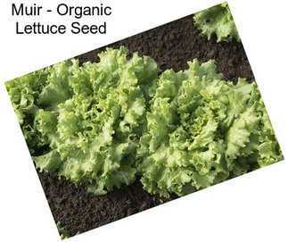 Muir - Organic Lettuce Seed