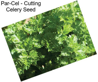 Par-Cel - Cutting Celery Seed