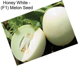 Honey White - (F1) Melon Seed