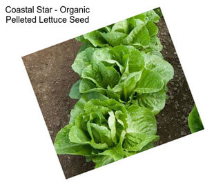 Coastal Star - Organic Pelleted Lettuce Seed