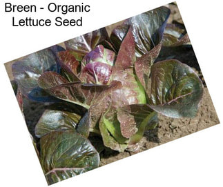Breen - Organic Lettuce Seed