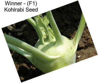 Winner - (F1) Kohlrabi Seed