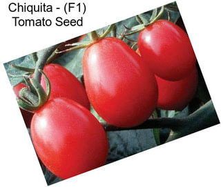 Chiquita - (F1) Tomato Seed