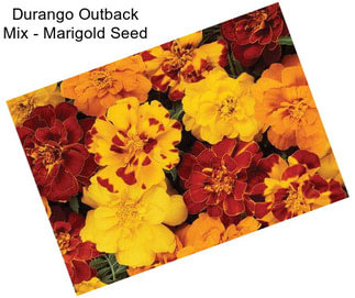 Durango Outback Mix - Marigold Seed