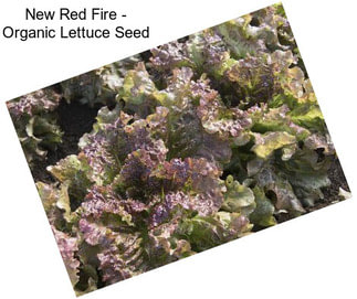 New Red Fire - Organic Lettuce Seed