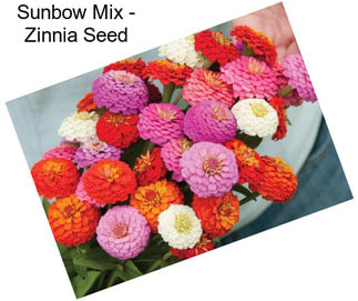 Sunbow Mix - Zinnia Seed