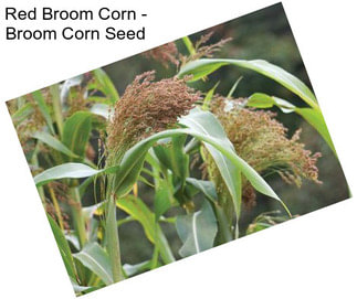 Red Broom Corn - Broom Corn Seed