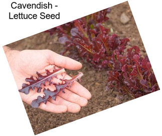 Cavendish - Lettuce Seed