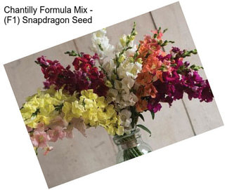 Chantilly Formula Mix - (F1) Snapdragon Seed